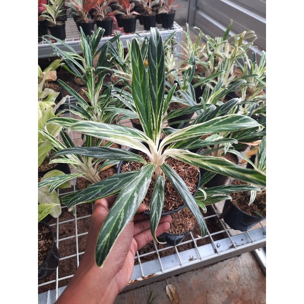 promo bibit/bongol aglonema bambu remaja