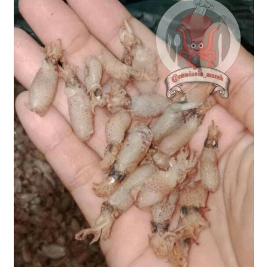 

★ Baby Cumi Medan Grade A Murah ヂ