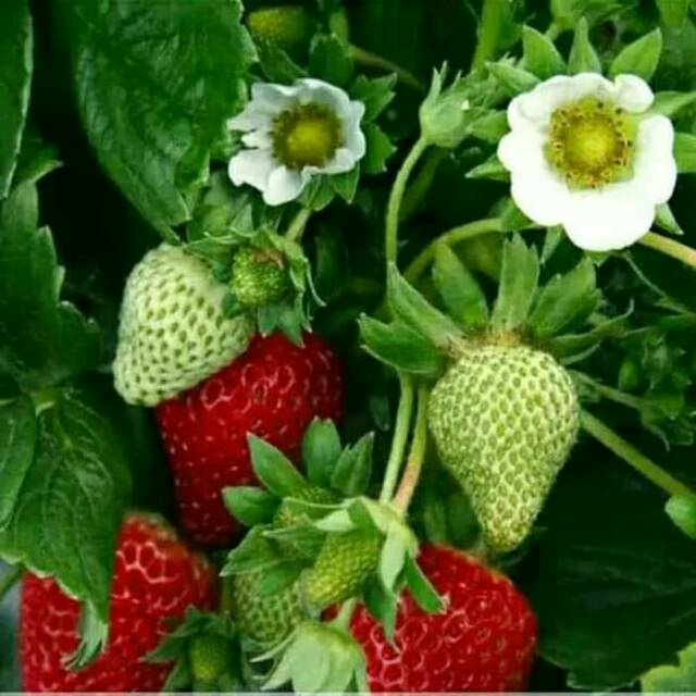 Bibit strawberry dataran rendah