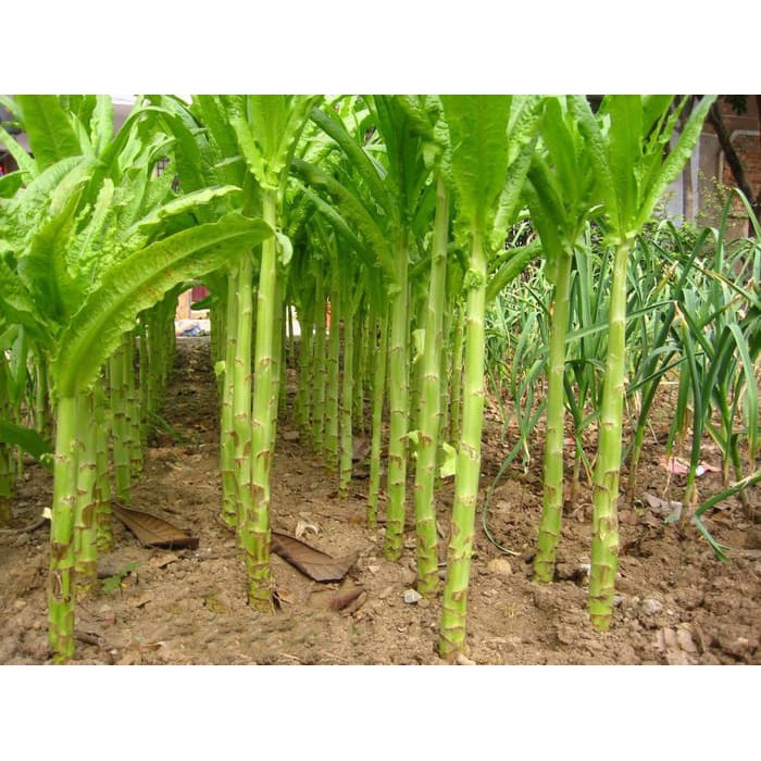 Bibit Benih Biji Sayur Asparagus - Benih Tanaman Sayur Asparagus - Bibit Pohon Sayur Asparagus - COD