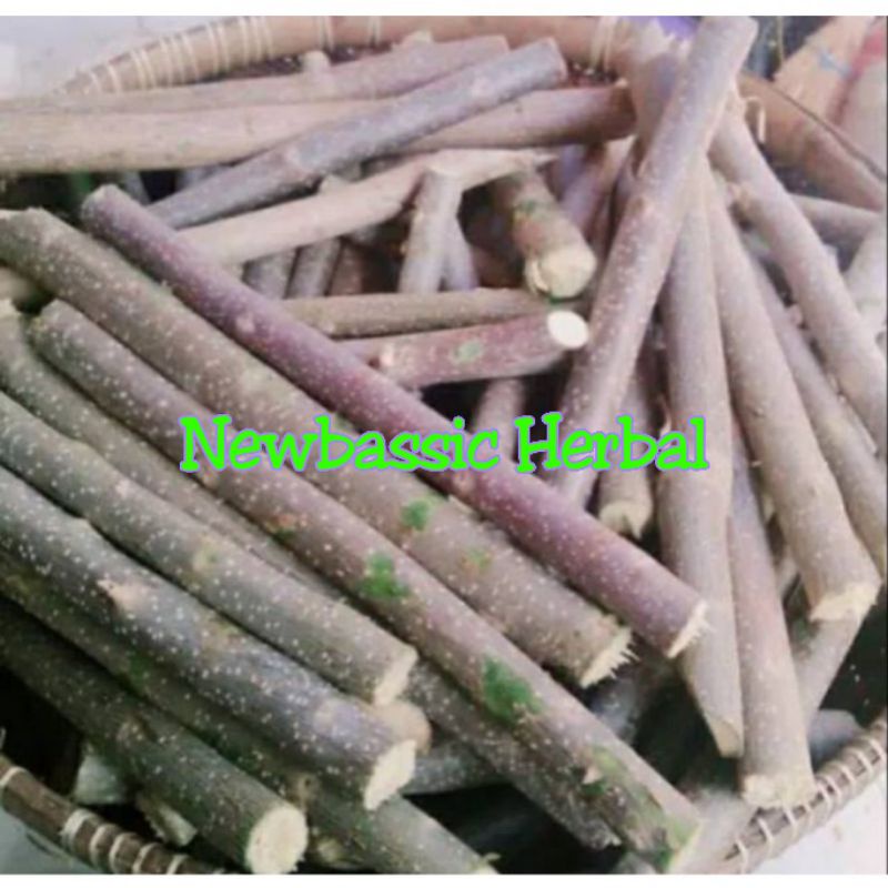 

bibit stek pohon gamal alami herbal