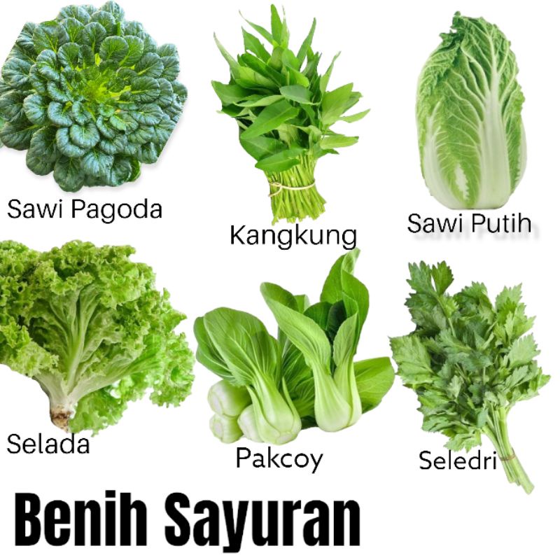 Benih Sayuran Pakcoy Bibit Sayur Sawi Pakcoy Cap Panah Merah
