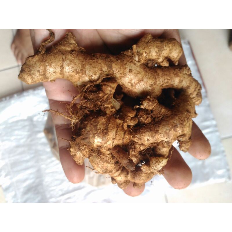 

Jahe Emprit Curah 1 KG
