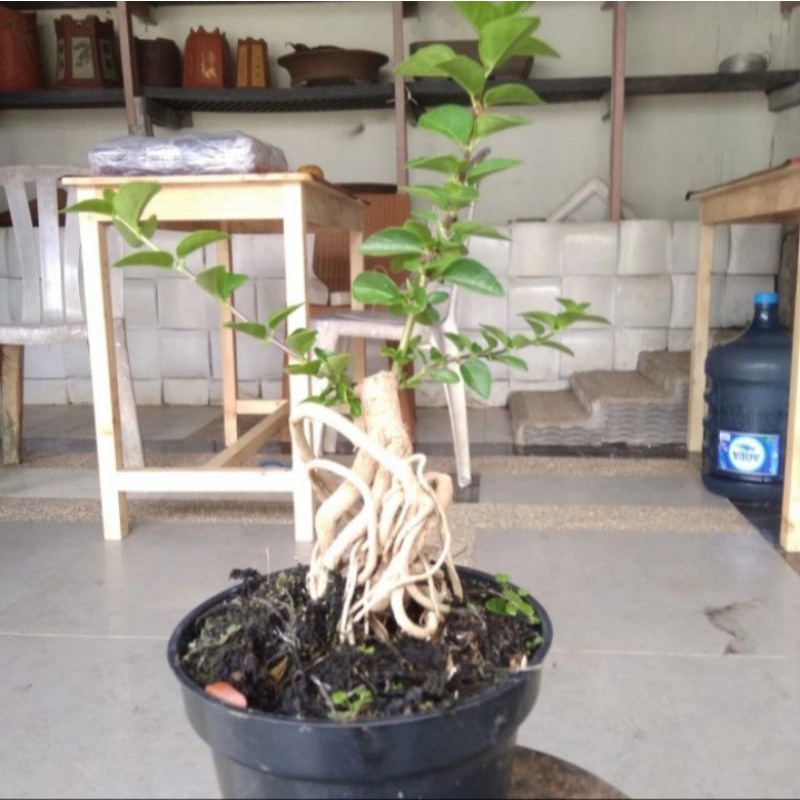 Bonsai Sancang mame/shito