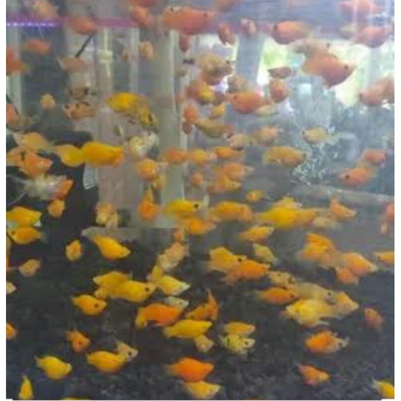 IKAN PLATY PERA PERA