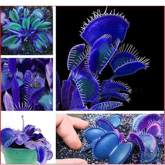Blue Dionaea Muscipula, Tanaman Karnivora Venus Flytrap, Insectivorous