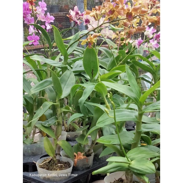 dendrobium besar berbunga