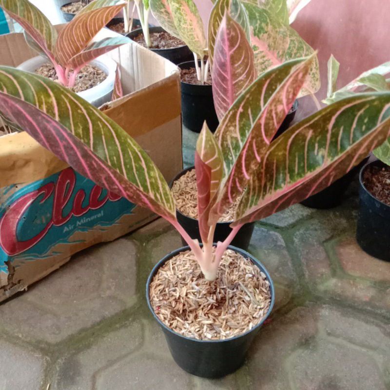 aglo red sumatra