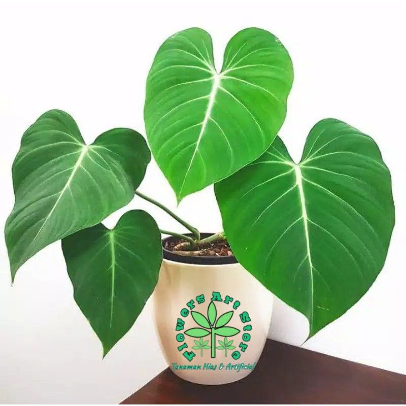 Tanaman Hias (Bibit) Philodendron Gloriosum Daun 1 - Gloriosum