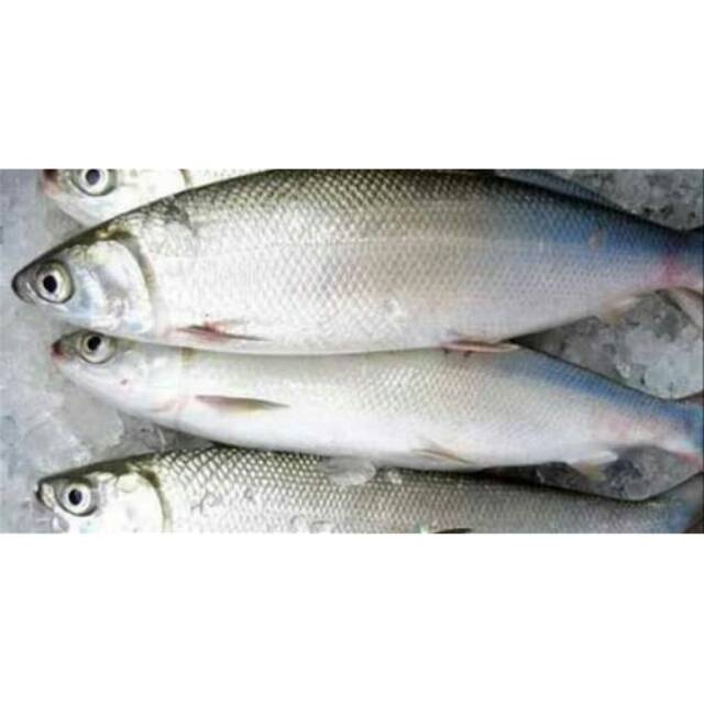 

ikan bandeng beku / frozen milkfish