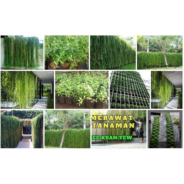 Tanaman Merambat lee kwan yew