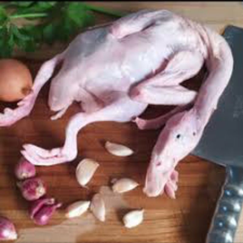 

Bebek Hibrida Fresh Berkualitas