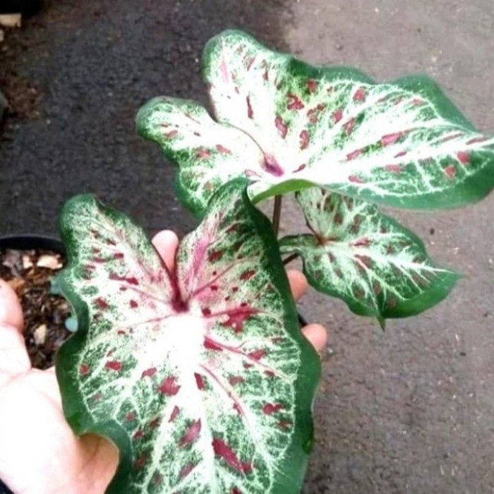 Keladi Wayang / Keladi Batik Tanaman Hias Pohon Keladi Wayang Batik