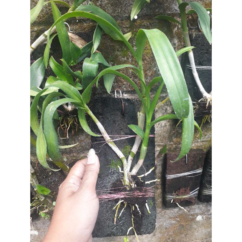 dendro papan pakis akar jalan