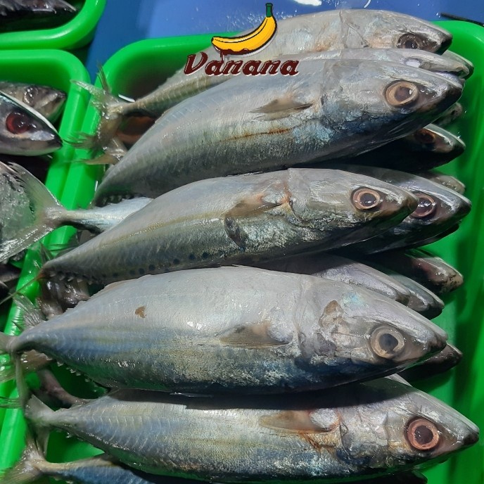 

VANANA Ikan Kembung banjar 1kg (1000g)