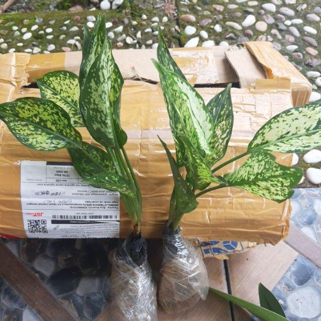 Aglonema Snow White-beras Tumpah