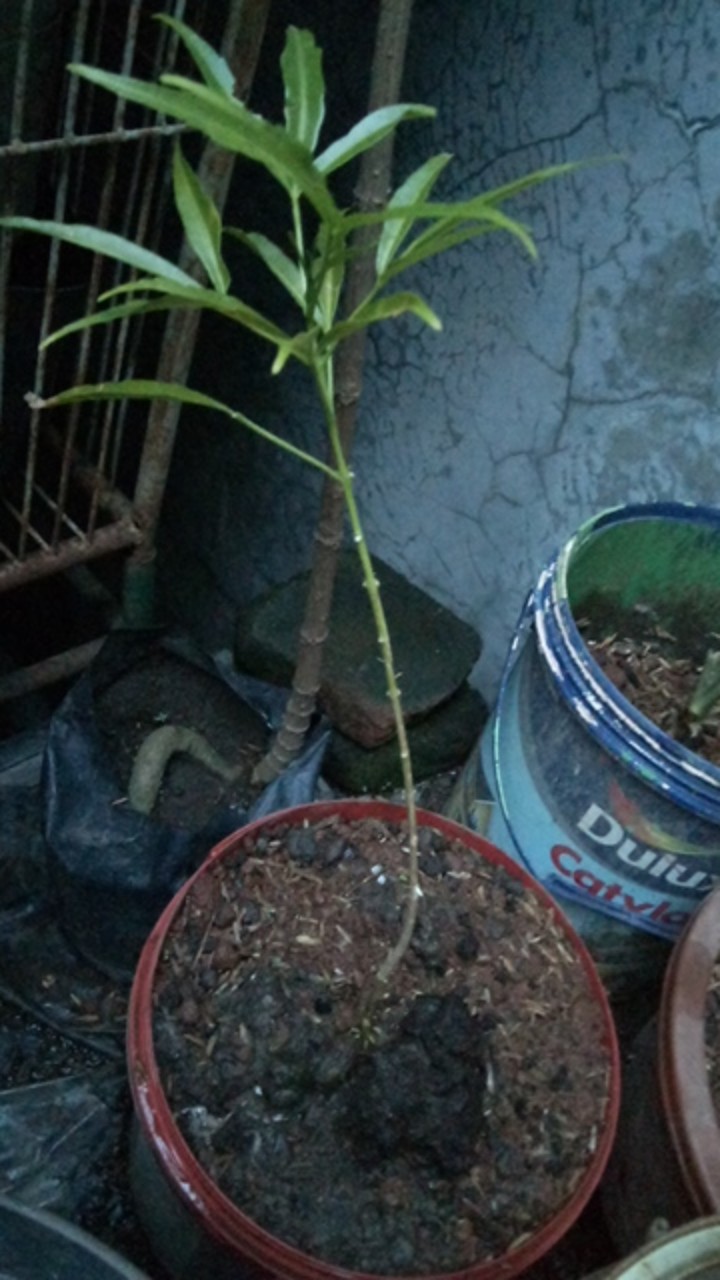 Bibit Cedana Bali Cendana Wangi