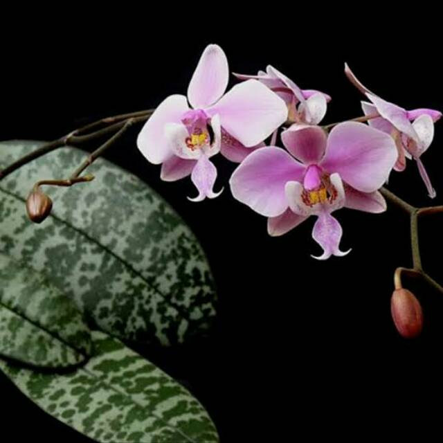 Anggrek Phalaenopsis Schilleriana