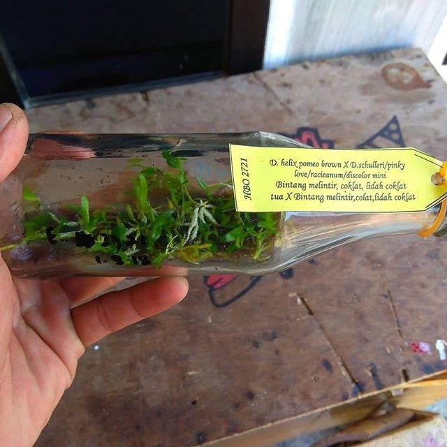 Anggrek  Dendrobium Botol