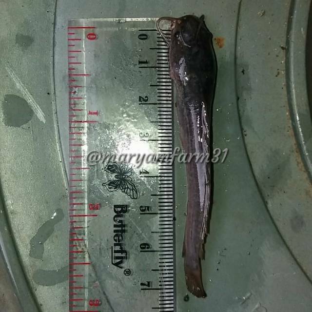 Bibit lele sangkuriang murah 5-6 dan 6-7 cm