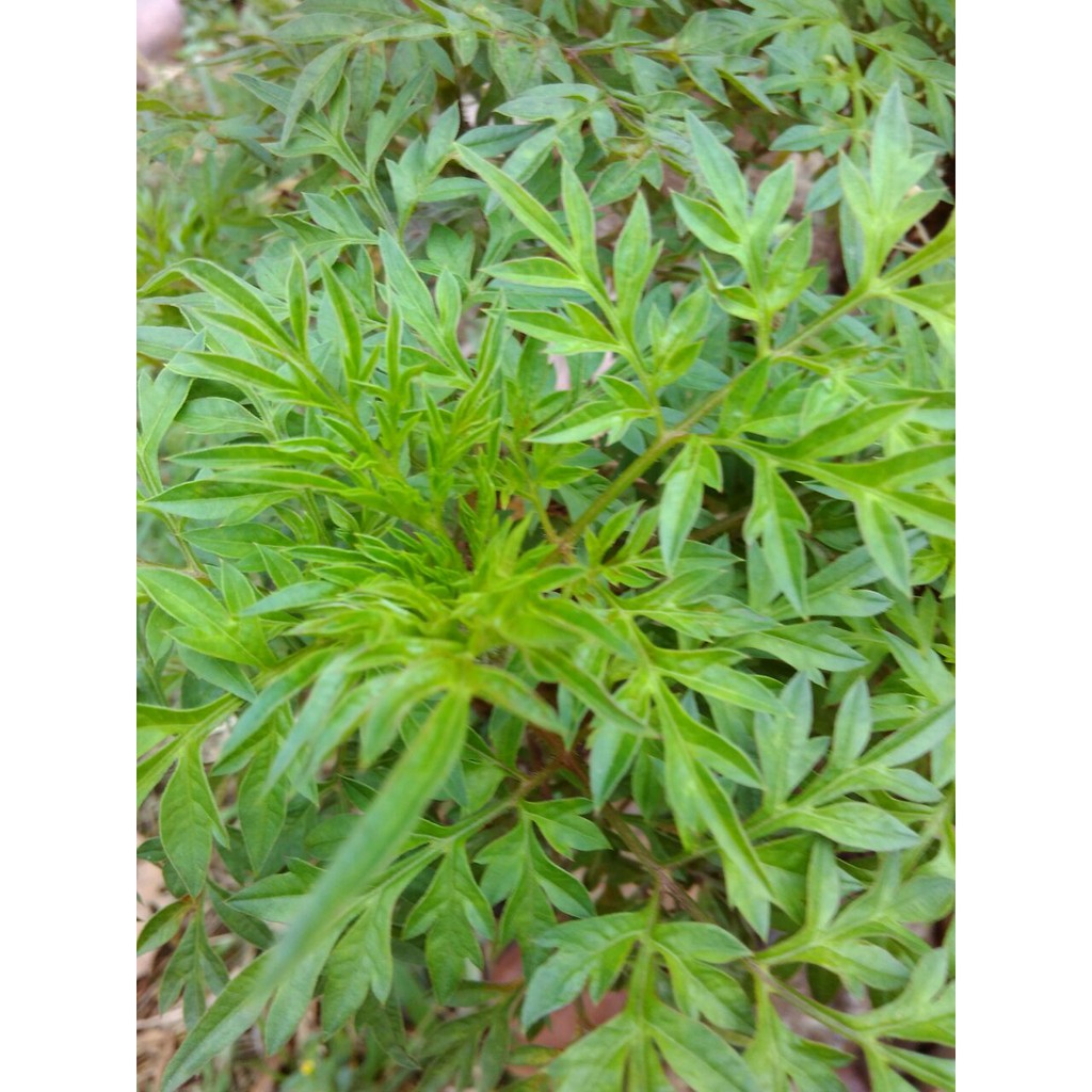 

Biji Kenikir Cosmos Kuning