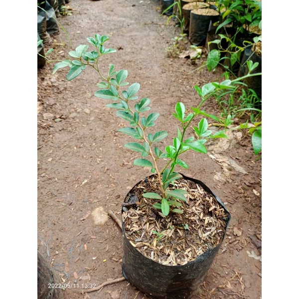 Bibit bonsai jeruk kingkit