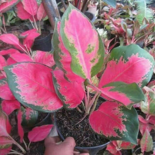 Tanaman Hias Aglaonema Red Kocin