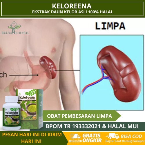 Obat Pembesaran Limpa, Pembengkakan Limpa, Limpa Membesar, Pengecil Limpa Bengkak, Obat Herbal Pembe