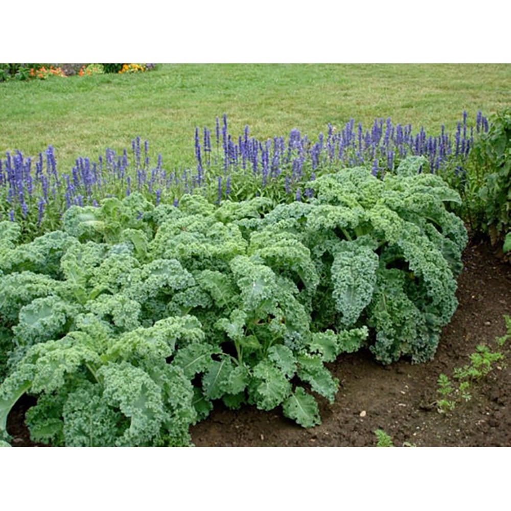 Benih-Bibit Kale Keriting Dwarf Blue Scotch Curled (Haira Seed)