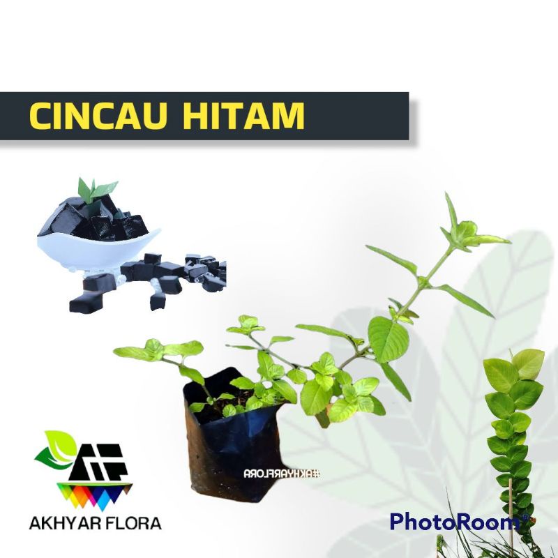 Cincau Hitam Janggelan Tanaman Herbal Cincau Hitam Janggelan