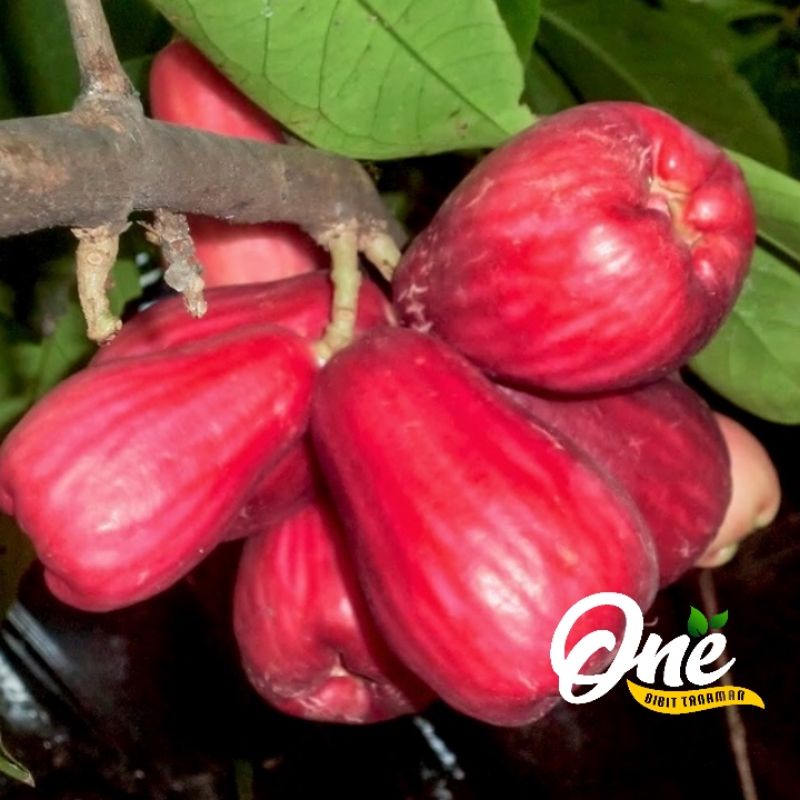 Bibit Jambu Jamaika Jumbo