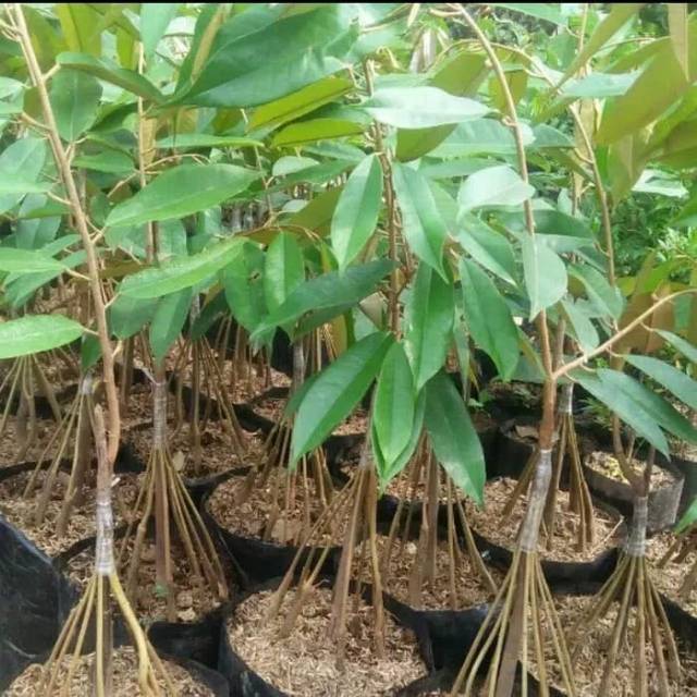 Bibit durian montong kaki 10