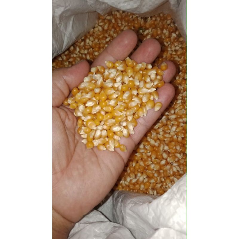 

JAGUNG POPCORN - 250 GR