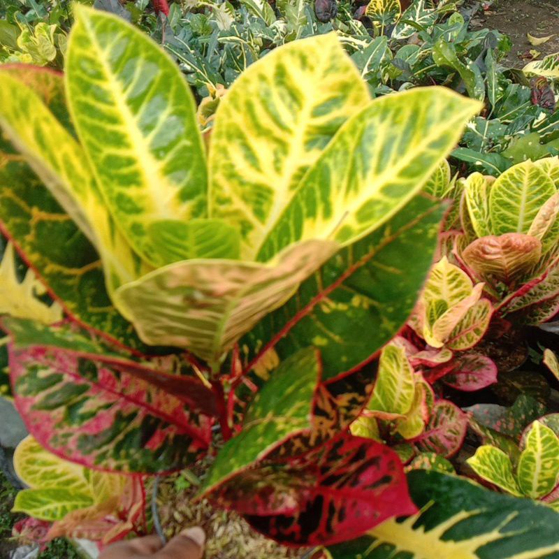 puring Ayu Ting Ting