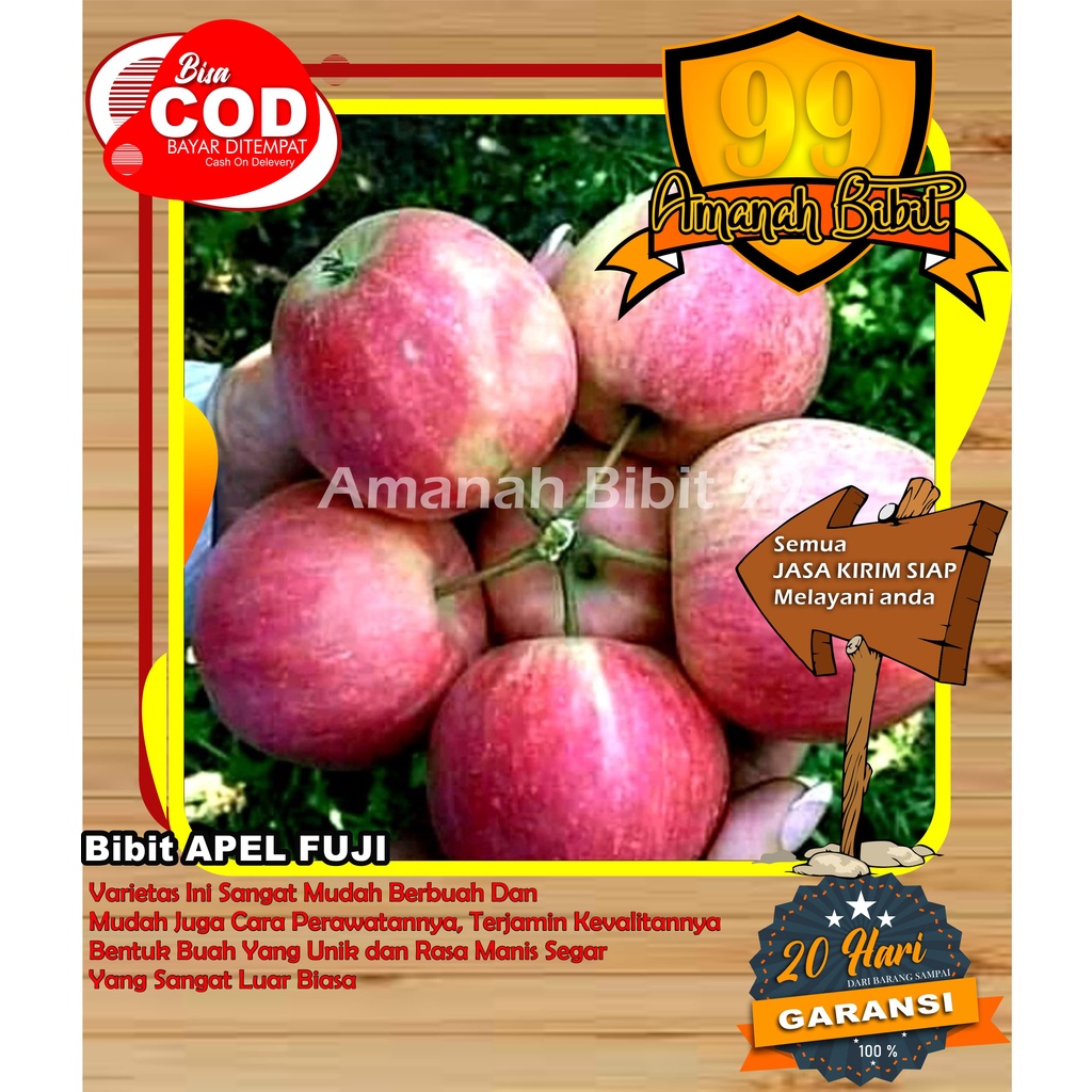 Bibit Apel Fuji Super Hasil Cangkok 100%