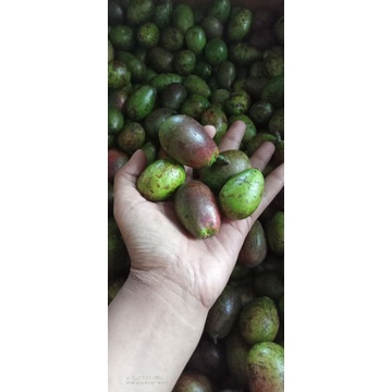 

MATOA BUAH KHAS PAPUA