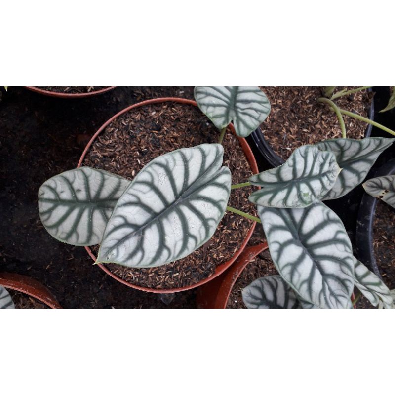 KELADI TENGKORAK  / DRAGON SILVER  / KELADI TENGKORAK MURAH