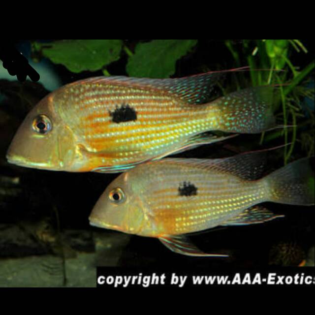 Geophagus SP Aporema Cichlid Eartheater Rio Aporema