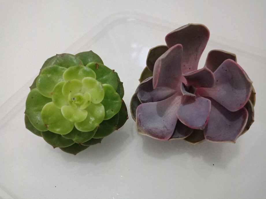 Sukulen Dan Kaktus Mini (echeveria ‘green Prince’)