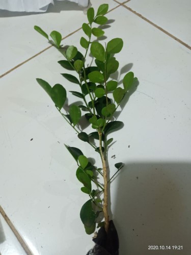Pohon  Kemuning  - Tanaman Hias Bunga Kemuning - Kemuning