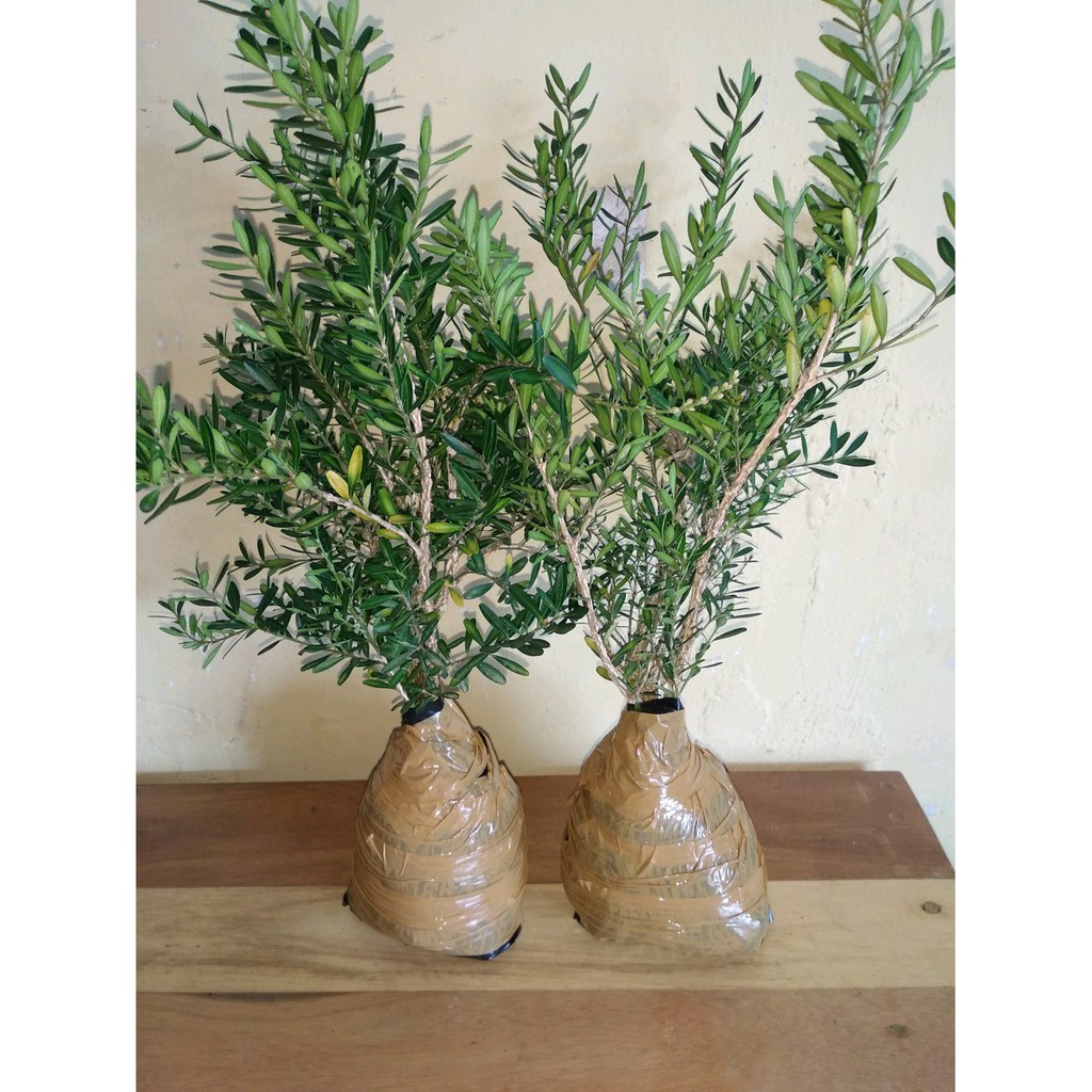 Bibit Bonsai Buxus