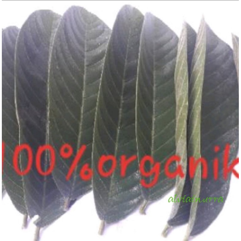 DAUN JAMBU BIJI JAMBU KELUTUK FRESH DAUN JAMBU BIJI SEGAR