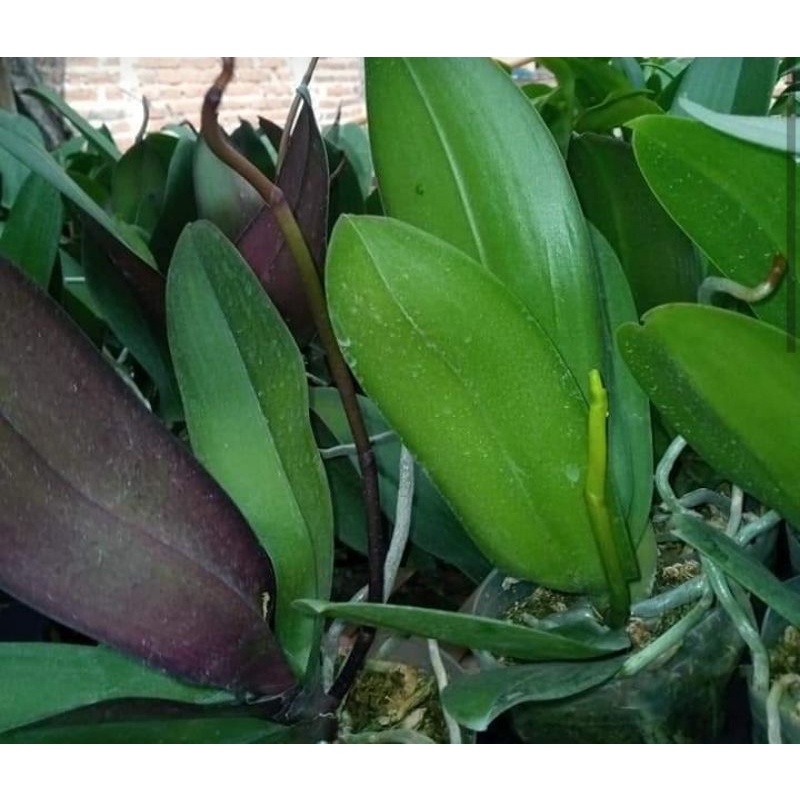 anggrek jumbo bulan
