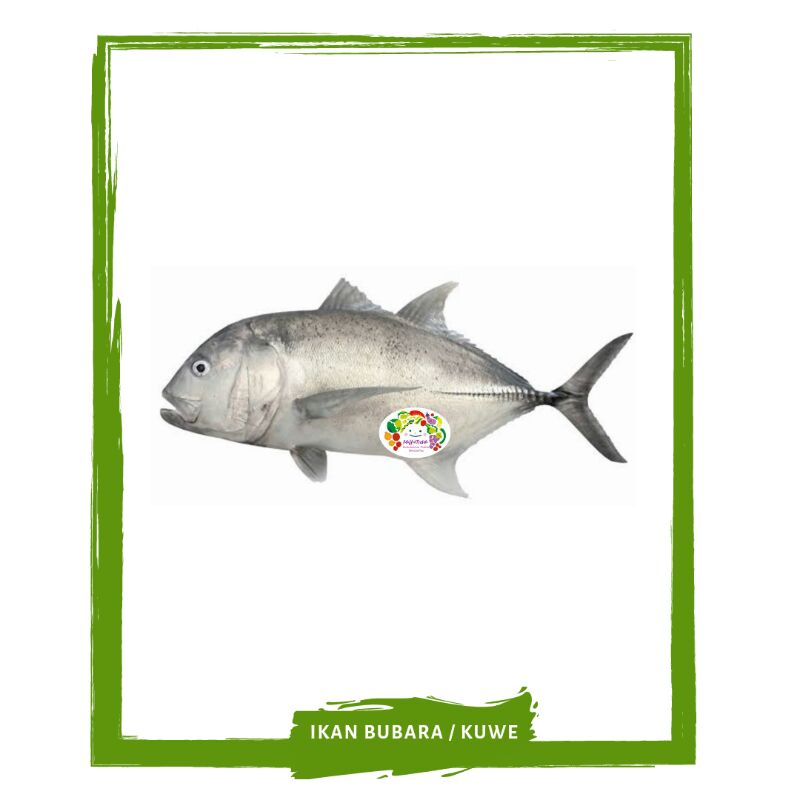 

Bobara / Bubara Macan / Ikan Segar On Mallahrizwa