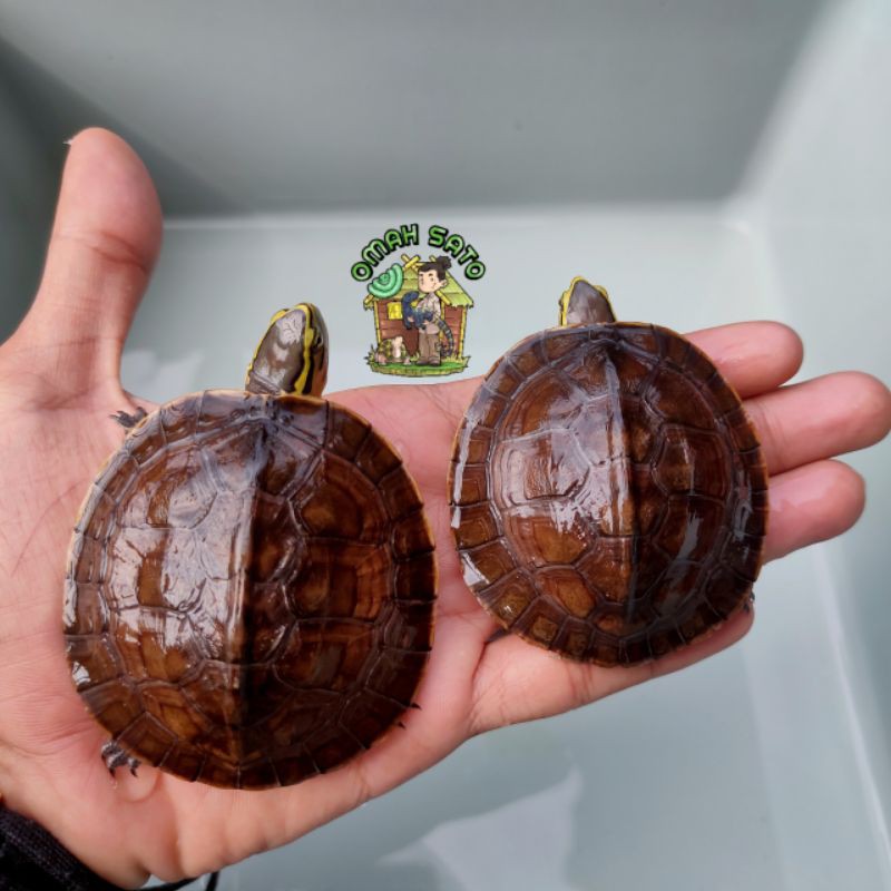 Mainan Boneka Pajangan Kuya Ambon Ceper 7cm