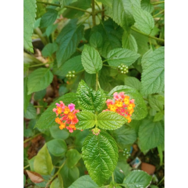 BENIH BIJI BUNGA LANTANA TANAMAN HIAS