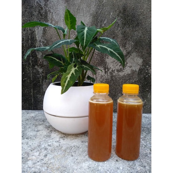 

Madu Asli Hutan Baluran Banyuwangi