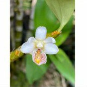 Anggrek Dendrobium spurium 3 pcs / tanaman hias anggrek dendrobium sparum spike siap berbunga