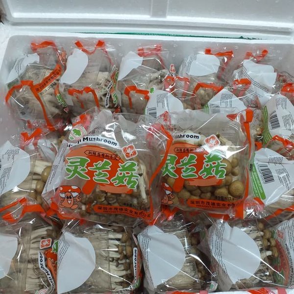 

Jamur Shimeji Coklat 1pack