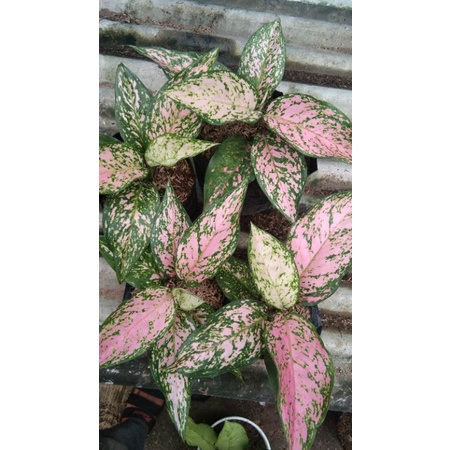 aglonema murah ruby dinamit